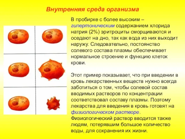 Внутренняя среда организма В пробирке с более высоким – гипертоническим содержанием