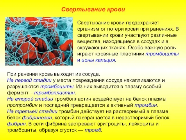 Свертывание крови При ранении кровь выходит из сосуда. На первой стадии