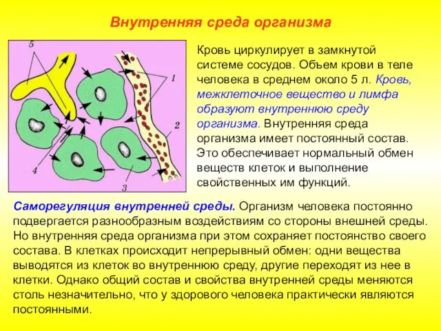 Внутренняя среда организма Саморегуляция внутренней среды. Организм человека постоянно подвергается разнообразным