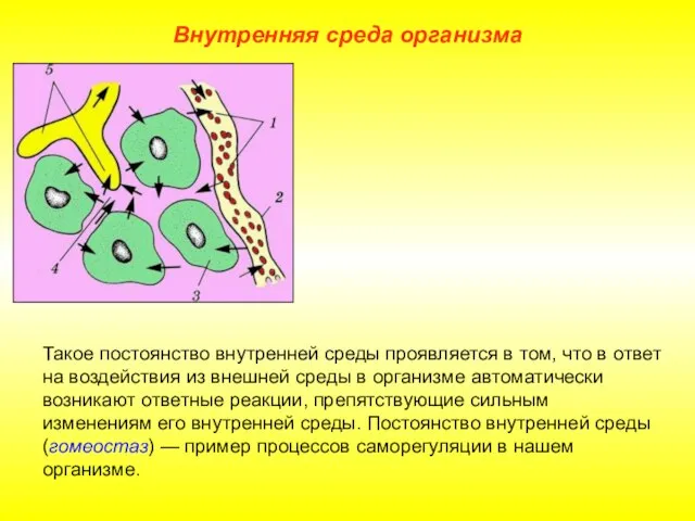 Внутренняя среда организма Такое постоянство внутренней среды проявляется в том, что