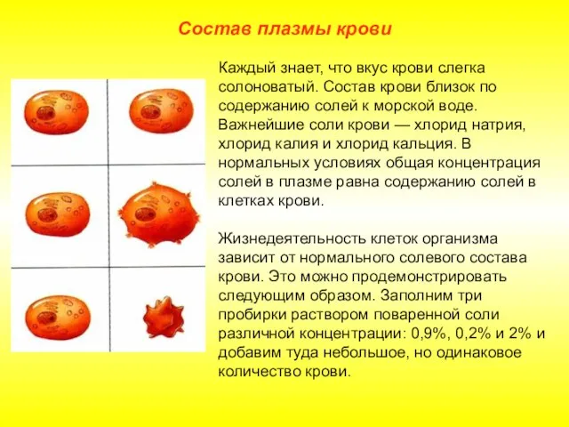 Состав плазмы крови Каждый знает, что вкус крови слегка солоноватый. Состав