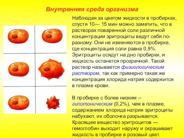 Внутренняя среда организма Наблюдая за цветом жидкости в пробирках, спустя 10—