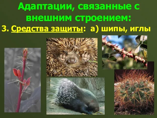 Адаптации, связанные с внешним строением: 3. Средства защиты: а) шипы, иглы