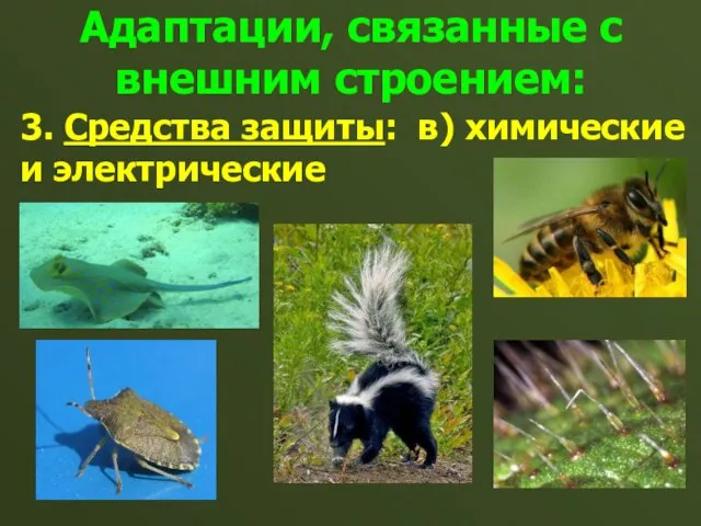 Адаптации, связанные с внешним строением: 3. Средства защиты: в) химические и электрические