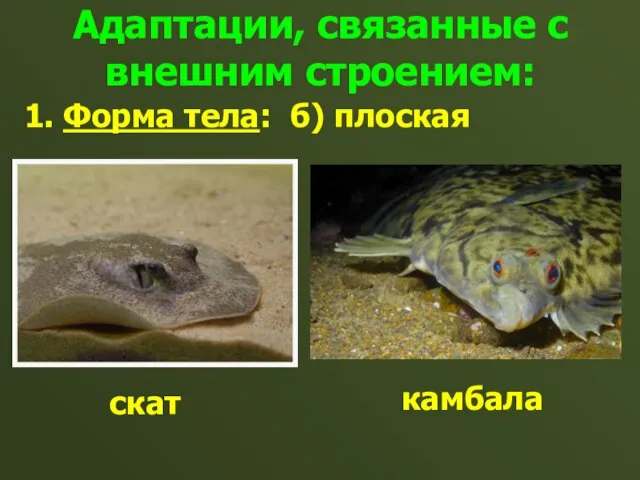 Адаптации, связанные с внешним строением: 1. Форма тела: б) плоская скат камбала