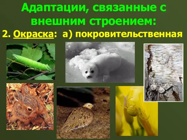 Адаптации, связанные с внешним строением: 2. Окраска: а) покровительственная