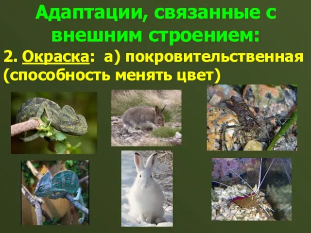 Адаптации, связанные с внешним строением: 2. Окраска: а) покровительственная (способность менять цвет)