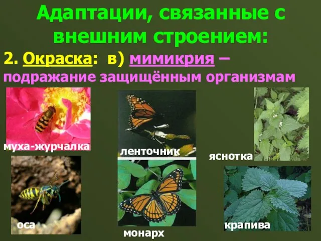 Адаптации, связанные с внешним строением: 2. Окраска: в) мимикрия – подражание