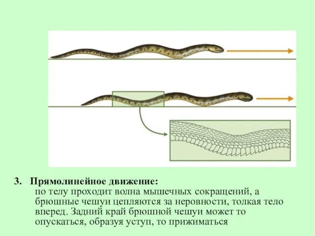 3. Прямолинейное движение: по телу проходит волна мышечных сокращений, а брюшные