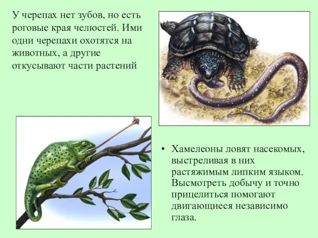 Хамелеоны ловят насекомых, выстреливая в них растяжимым липким языком. Высмотреть добычу