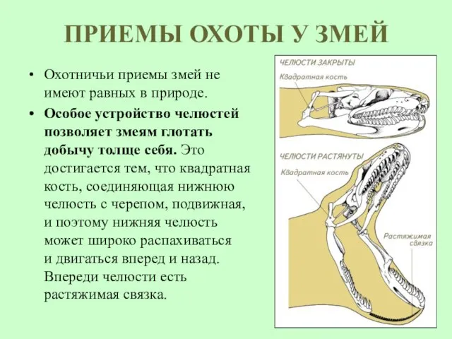 ПРИЕМЫ ОХОТЫ У ЗМЕЙ Охотничьи приемы змей не имеют равных в