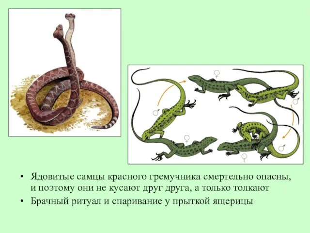 Ядовитые самцы красного гремучника смертельно опасны, и поэтому они не кусают