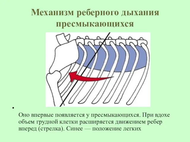 Механизм реберного дыхания пресмыкающихся Оно впервые появляется у пресмыкающихся. При вдохе