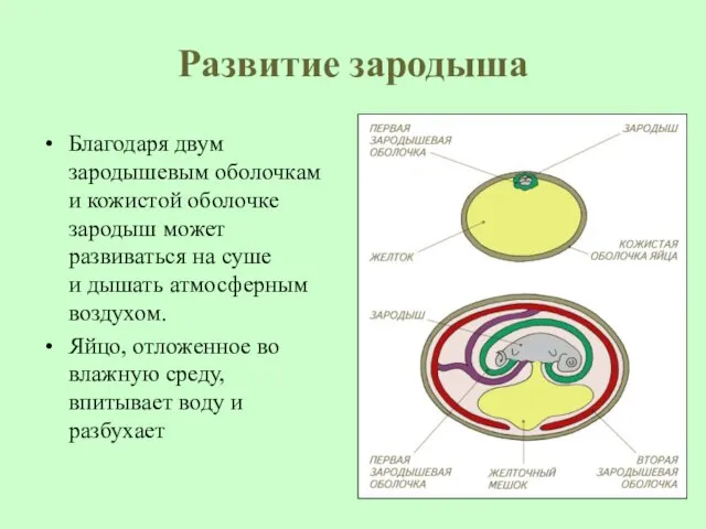 Развитие зародыша Благодаря двум зародышевым оболочкам и кожистой оболочке зародыш может