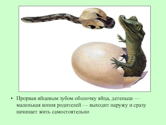 Прорвав яйцевым зубом оболочку яйца, детеныш — маленькая копия родителей —