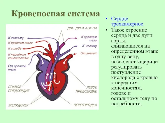 Кровеносная система Сердце трехкамерное. Такое строение сердца и две дуги аорты,