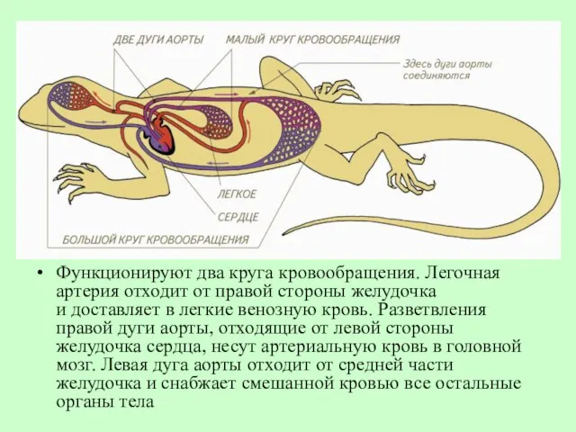 Функционируют два круга кровообращения. Легочная артерия отходит от правой стороны желудочка