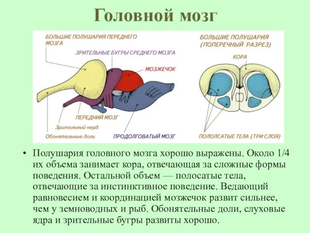 Головной мозг Полушария головного мозга хорошо выражены. Около 1/4 их объема