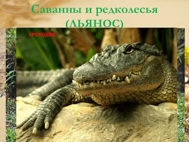 Саванны и редколесья (ЛЬЯНОС) Лето в этих местах влажное, зима сухая,