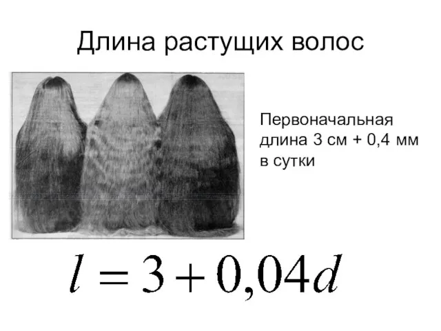 Длина растущих волос Первоначальная длина 3 см + 0,4 мм в сутки