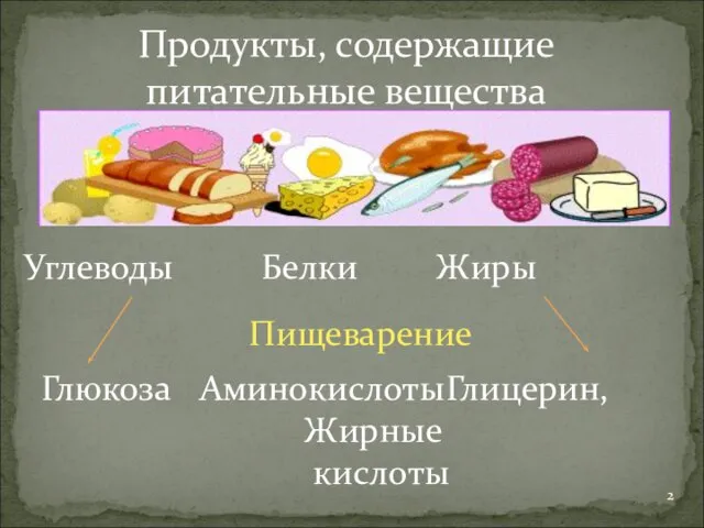 Продукты, содержащие питательные вещества Углеводы Белки Жиры Глюкоза Аминокислоты Глицерин, Жирные кислоты Пищеварение