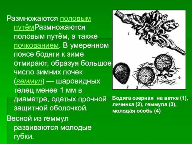 Размножаются половым путёмРазмножаются половым путём, а также почкованием. В умеренном поясе