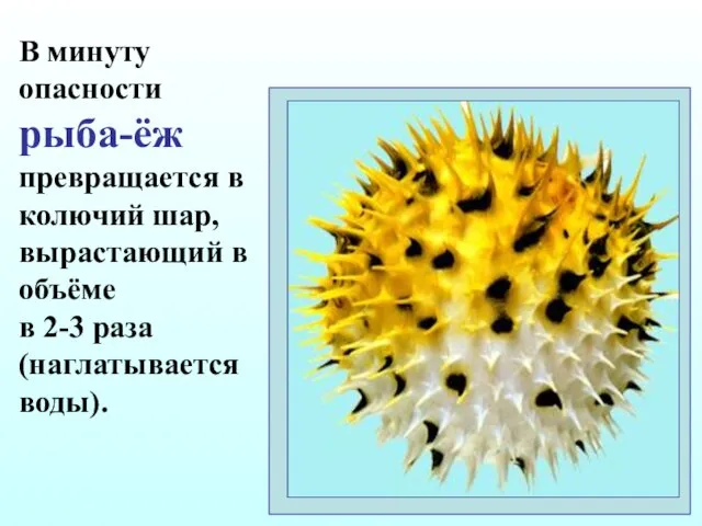 В минуту опасности рыба-ёж превращается в колючий шар, вырастающий в объёме в 2-3 раза (наглатывается воды).