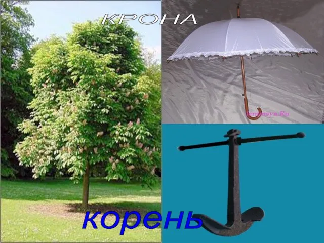 КРОНА корень