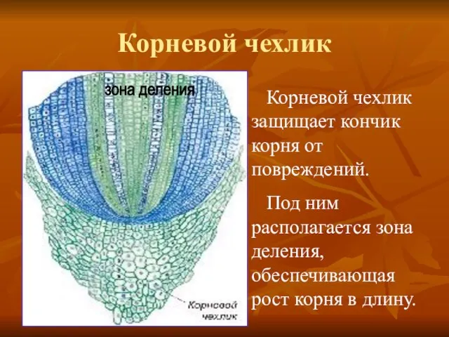 Корневой чехлик Корневой чехлик защищает кончик корня от повреждений. Под ним