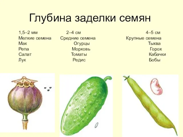 Глубина заделки семян 1,5–2 мм 2–4 см 4–5 см Мелкие семена