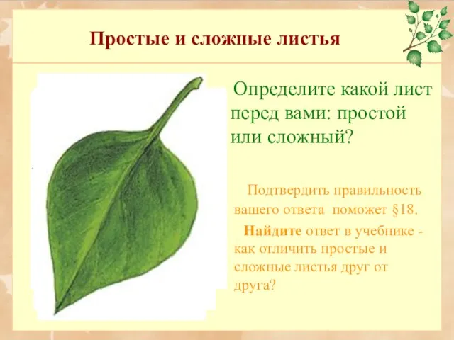 Простые и сложные листья Определите какой лист перед вами: простой или