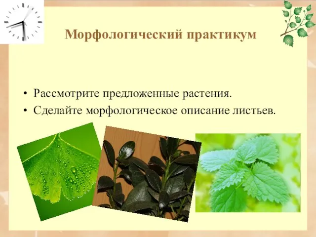 Морфологический практикум Рассмотрите предложенные растения. Сделайте морфологическое описание листьев.