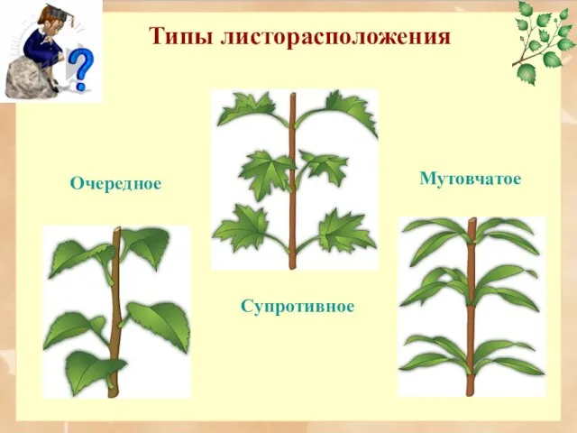 Типы листорасположения Очередное Мутовчатое Супротивное