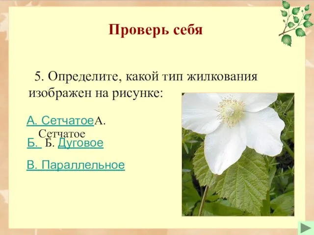 Проверь себя 5. Определите, какой тип жилкования изображен на рисунке: Б.