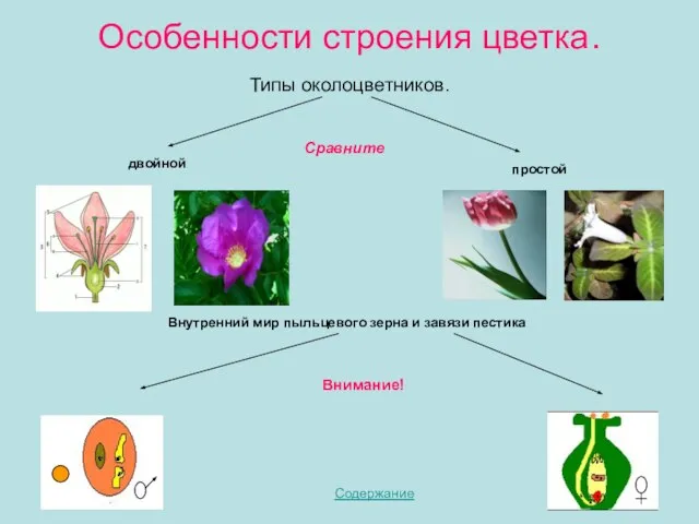 Особенности строения цветка. Типы околоцветников. Содержание двойной простой Внутренний мир пыльцевого