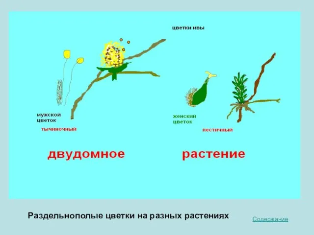 Содержание Раздельнополые цветки на разных растениях