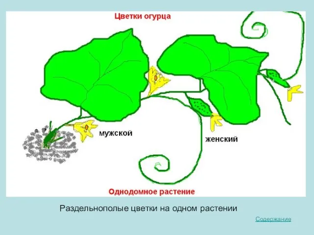 Содержание Раздельнополые цветки на одном растении