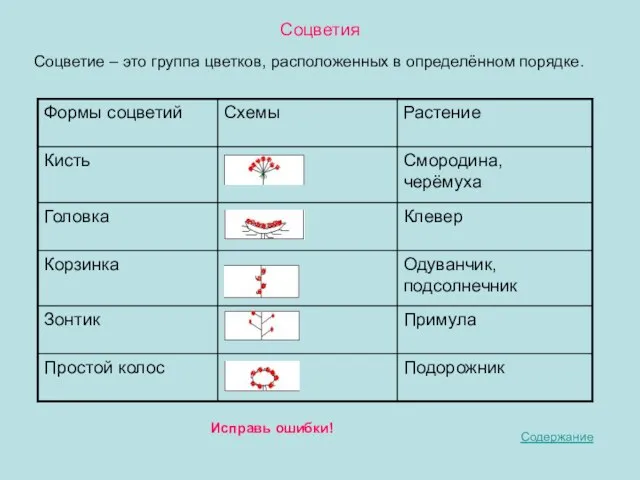 Соцветия Соцветие – это группа цветков, расположенных в определённом порядке. Содержание Исправь ошибки!