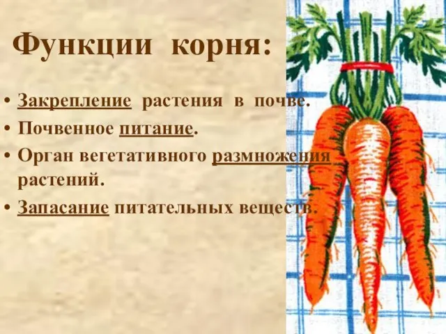 Функции корня: Закрепление растения в почве. Почвенное питание. Орган вегетативного размножения растений. Запасание питательных веществ.