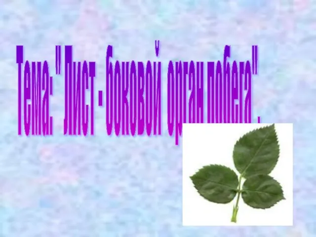 Тема: " Лист - боковой орган побега".