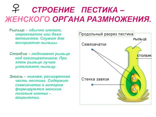 СТРОЕНИЕ ПЕСТИКА – ЖЕНСКОГО ОРГАНА РАЗМНОЖЕНИЯ. Рыльце – обычно клейкое, шероховатое