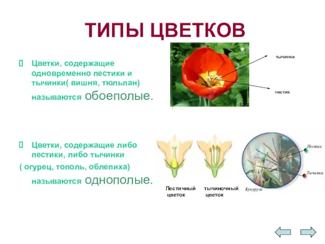 ТИПЫ ЦВЕТКОВ Цветки, содержащие одновременно пестики и тычинки( вишня, тюльпан) называются