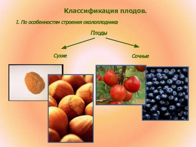 Классификация плодов. I. По особенностям строения околоплодника Плоды Сухие Сочные