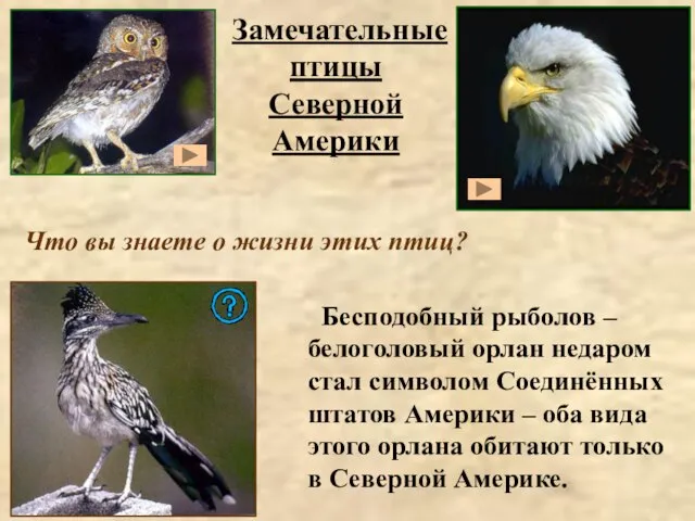 Замечательные птицы Северной Америки Что вы знаете о жизни этих птиц?
