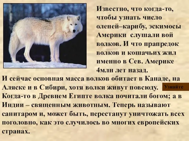 Известно, что когда-то, чтобы узнать число оленей–карибу, эскимосы Америки слушали вой