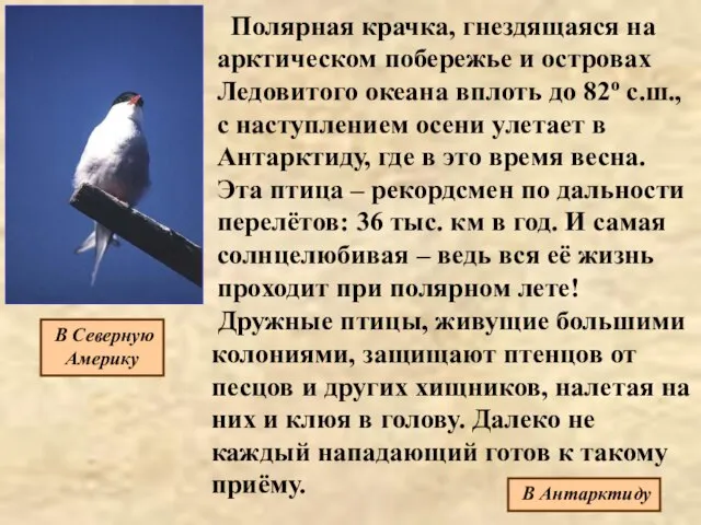 Полярная крачка, гнездящаяся на арктическом побережье и островах Ледовитого океана вплоть