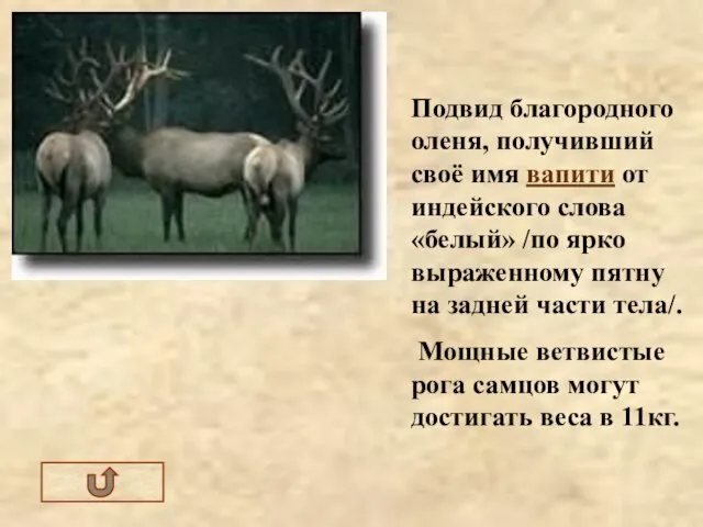 Подвид благородного оленя, получивший своё имя вапити от индейского слова «белый»