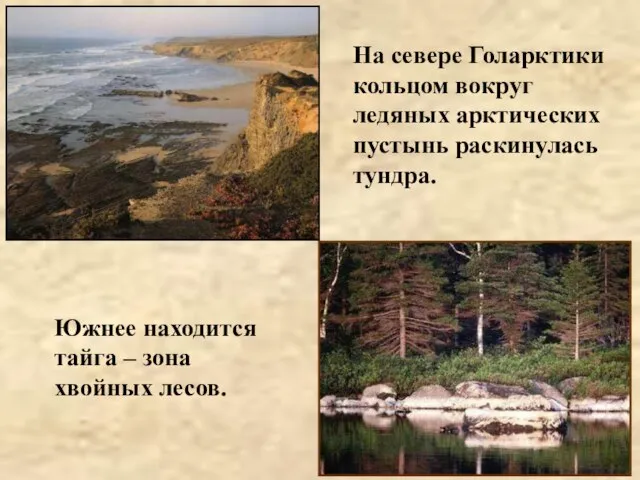 Южнее находится тайга – зона хвойных лесов. На севере Голарктики кольцом