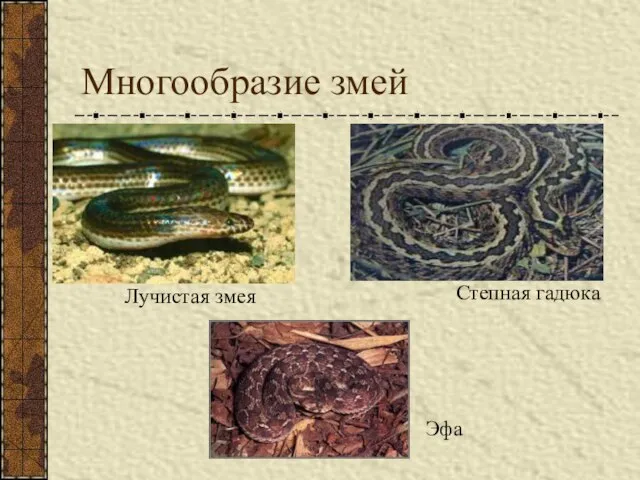 Многообразие змей Лучистая змея Степная гадюка Эфа