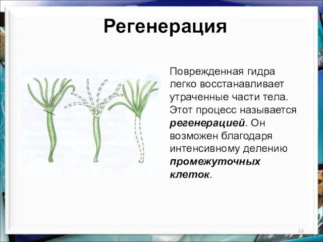 Регенерация Поврежденная гидра легко восстанавливает утраченные части тела. Этот процесс называется